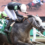 Seize the Grey Seizes Pat Day Mile for D. Wayne Lukas